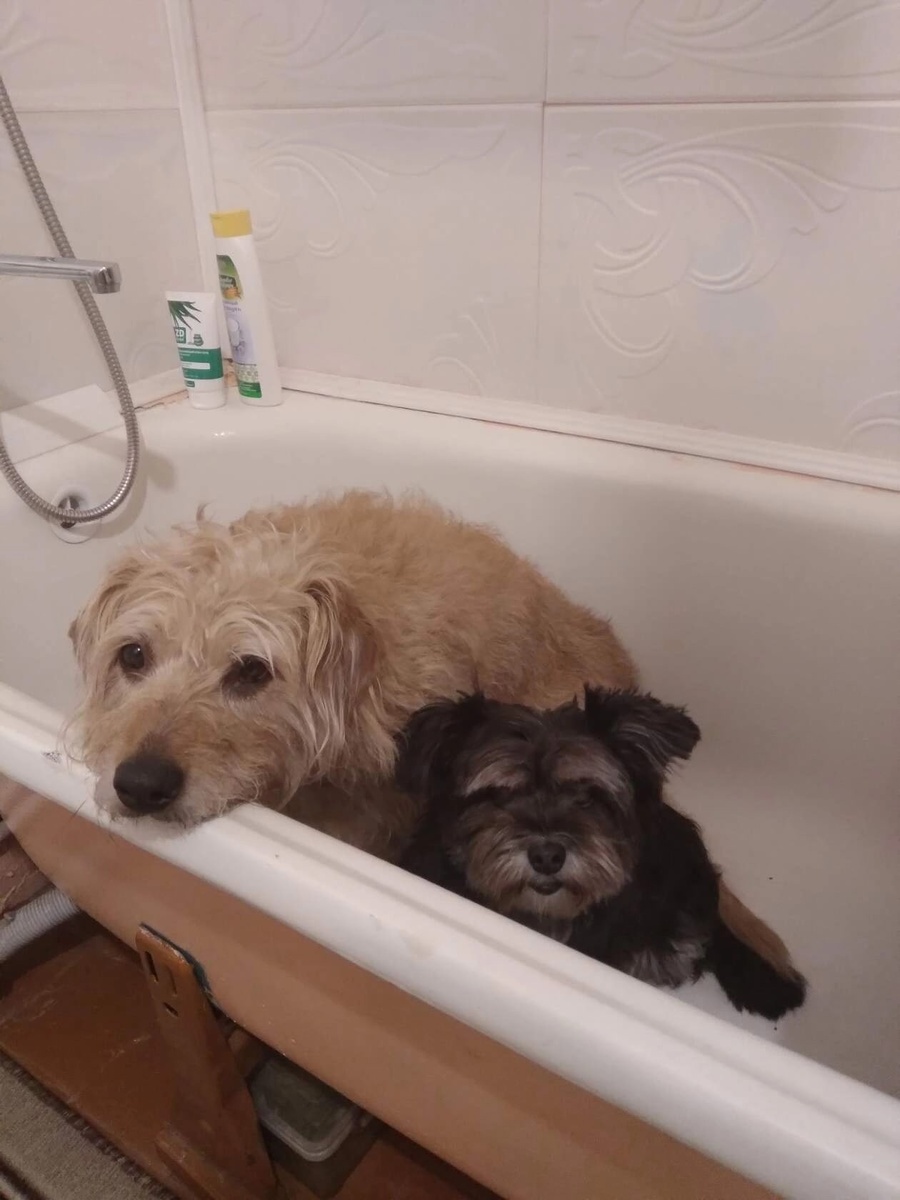 Жужа и Юлька дома после прогулки ждут когда им помоют лапки.