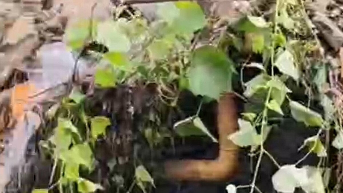    Фото t.me/sochitypical