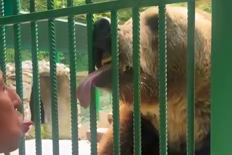    Фото: Telegram\Сочинский Географ