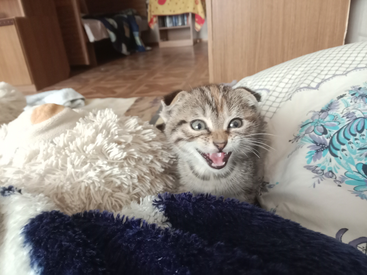  С 19 до 25 я не буду выкладывать видео( я буду в Ростове до 24 а 25 будет моя днюха! ꉂ(ˊᗜˋ*)♡ надеюсь мы наберём до 25 июня 50 пдп))) 