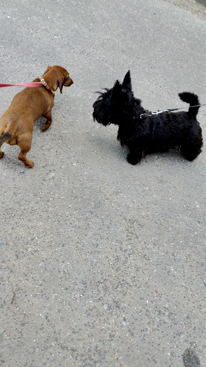 мы встретили чёрного лохматого скотч-терьера