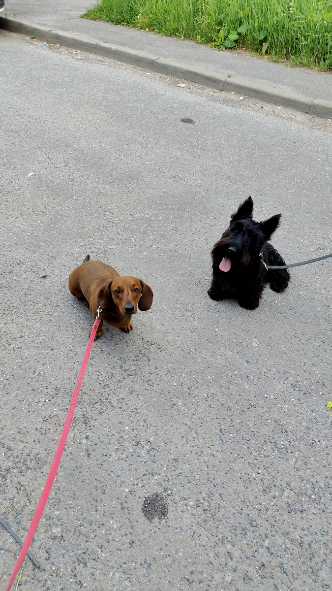 мы, как воспитанные собаки, сидели рядом и внимательно слушали их болтовню.