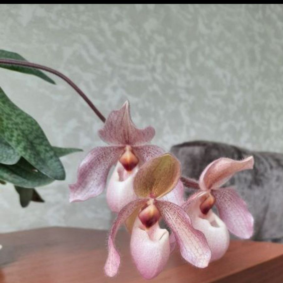 Обложка статьи. Так будет цвести один из них