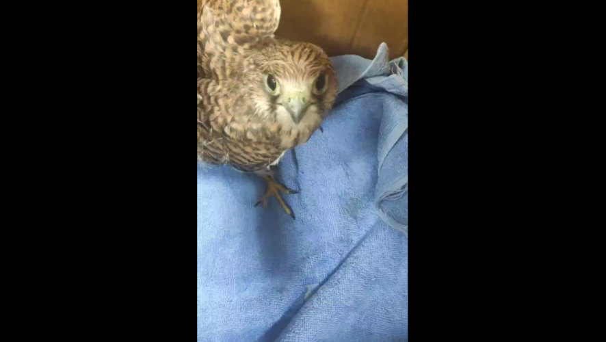    Фото: скриншот