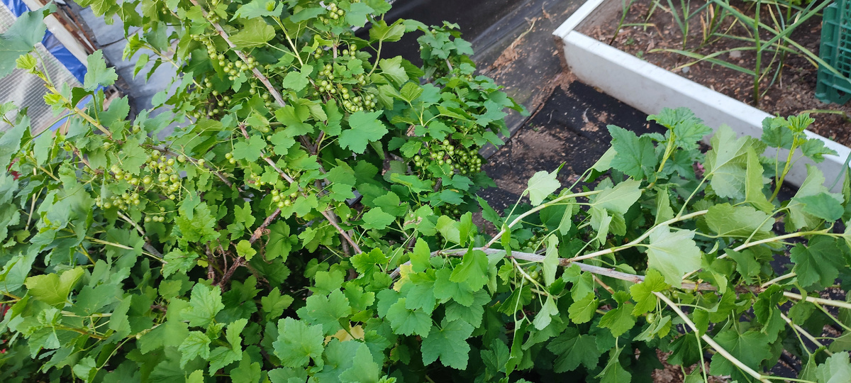 В ближайшее время, надо вырезать все поломанные ветки. 