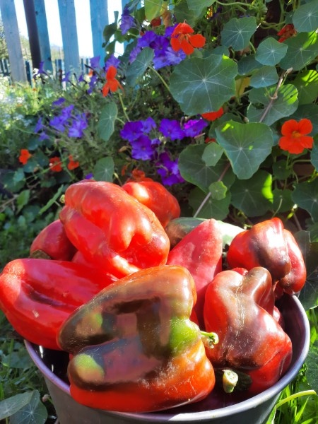 Мне вот такие перцы нравится собирать