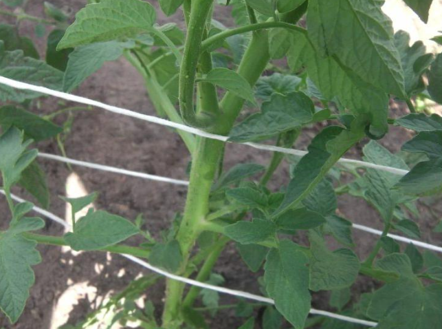 китайская подвязка