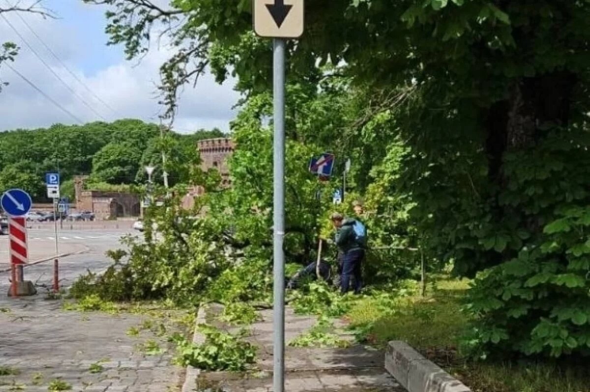    В Калининграде после падения дерева на девушку возбудили уголовное дело