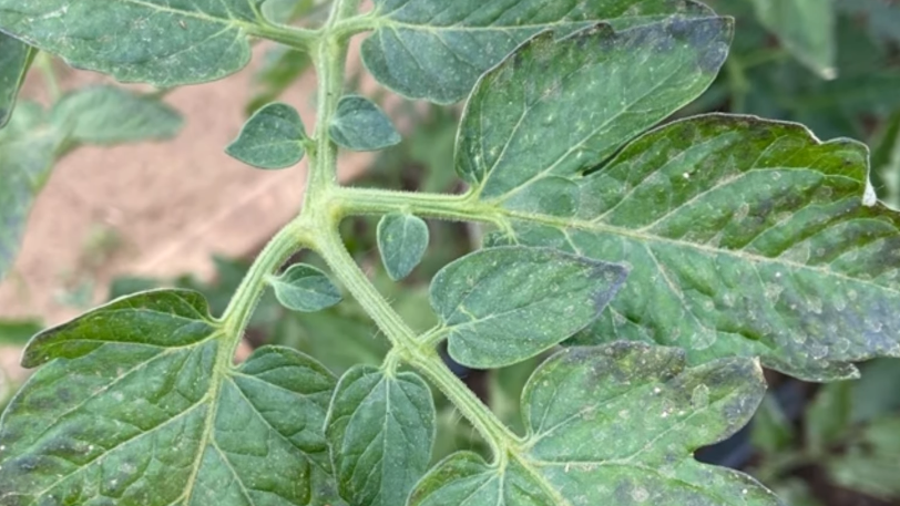 Научно обоснованная подкормка для разблокировки питания растений: исправляем ошибки популярных методов