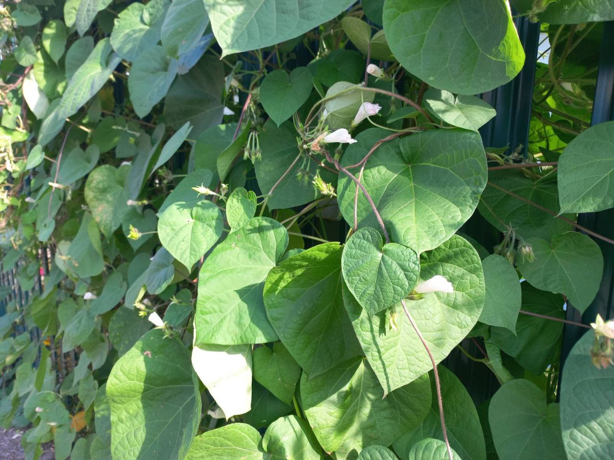 Фото автора.