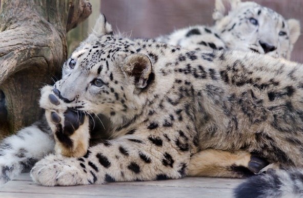 А вы готовы к такому лапопожатию? Ничего себе ладошки, да? 