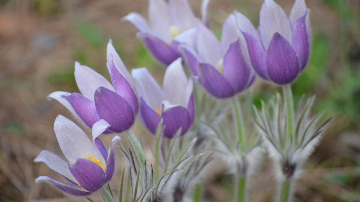    Сон-трава в Дорофеев день обретает особую силу. Фото: Vitaliy Kovalenko / Shutterstock / Fotodom