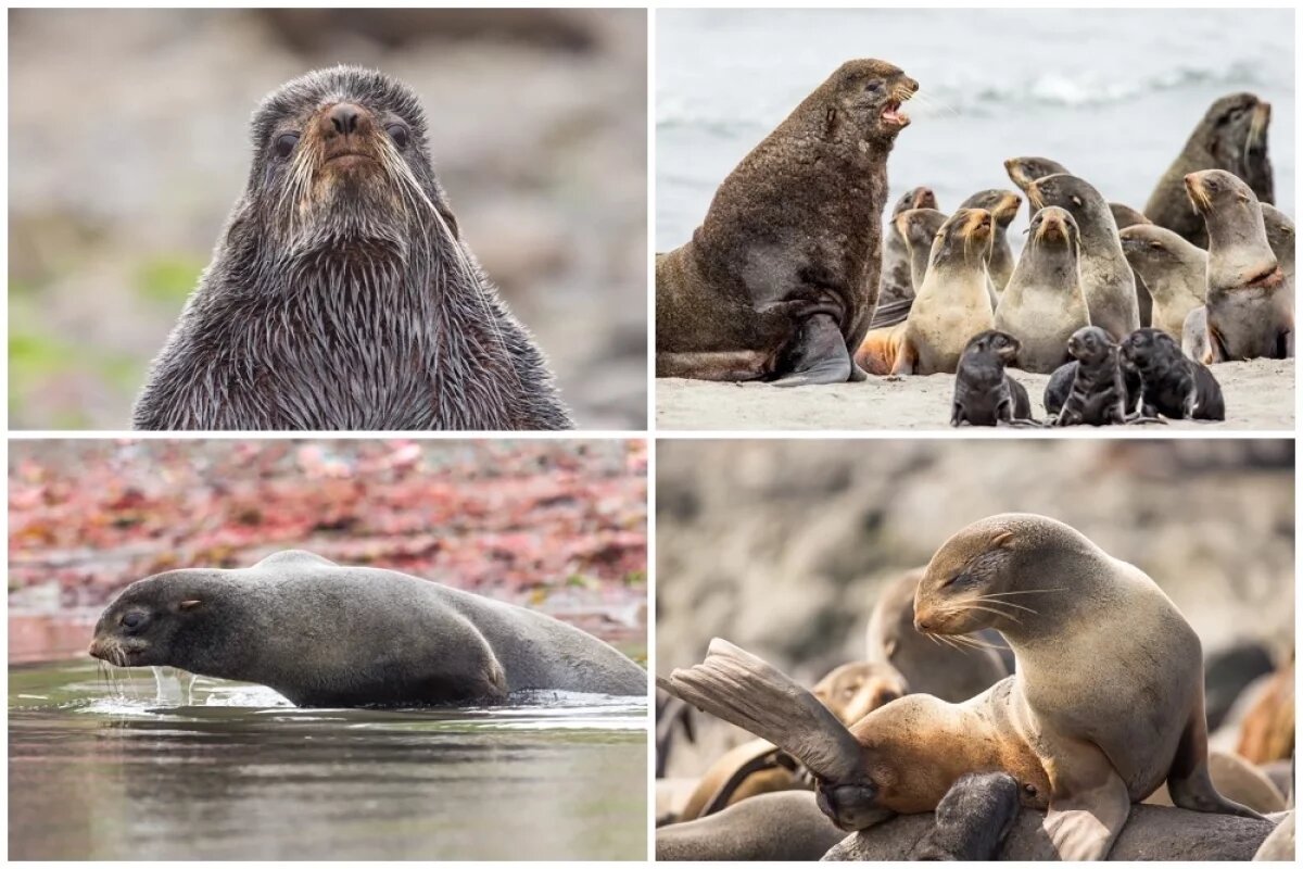    Хозяева Берингова пролива.
