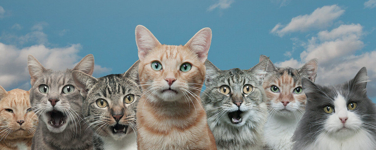 Картинка взята из интернета