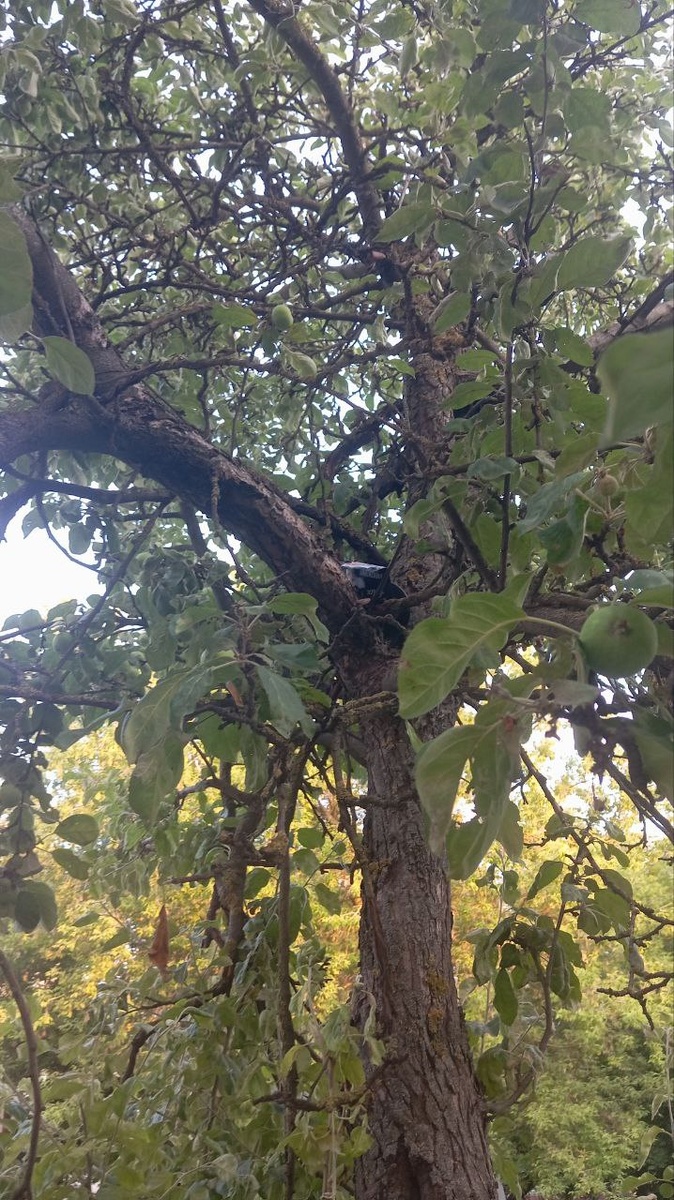 Вот она,эта яблоня. Там, где еще остались остатки корма он и сидел.