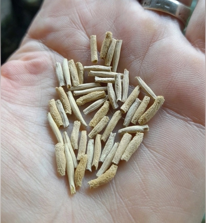 Семена адениума