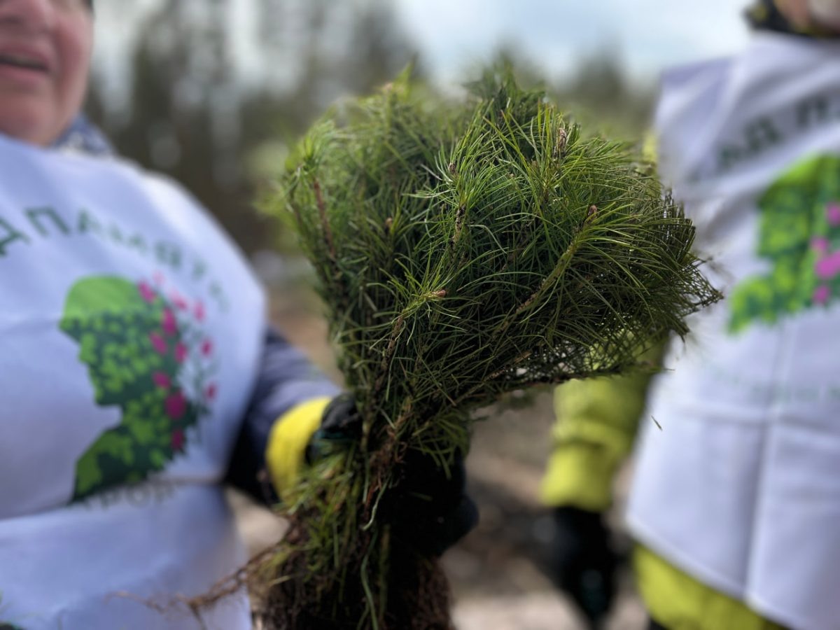   В Нижегородской области завершился весенний лесокультурный сезон