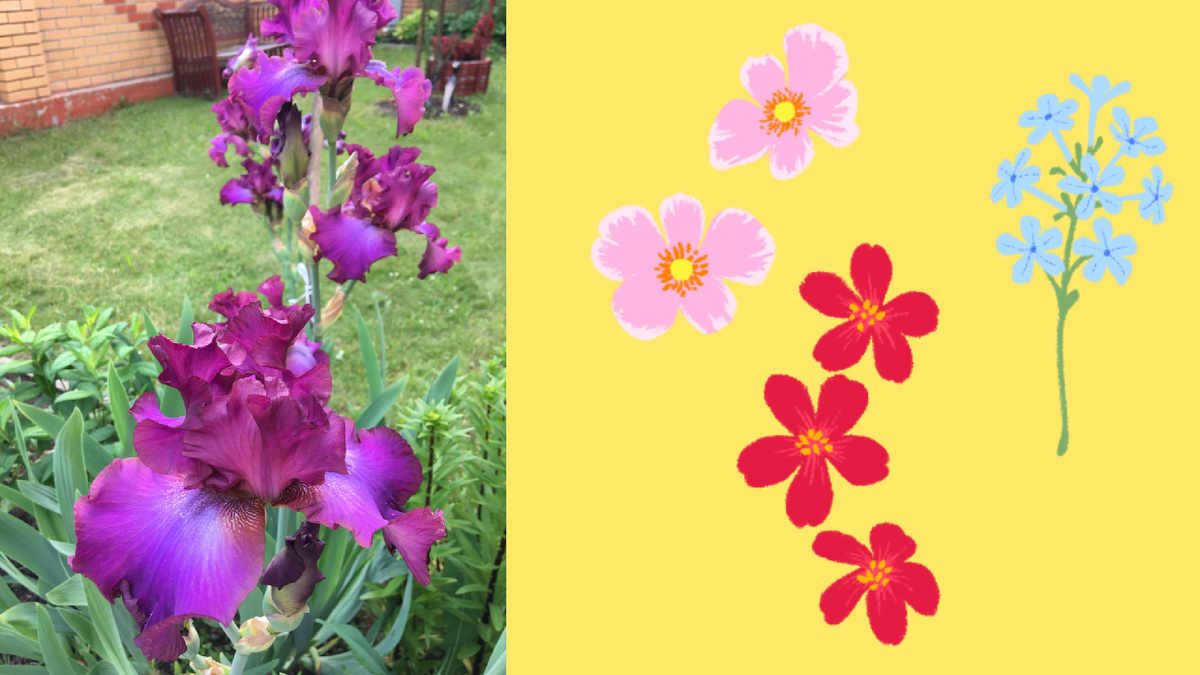 Ирисы радуют