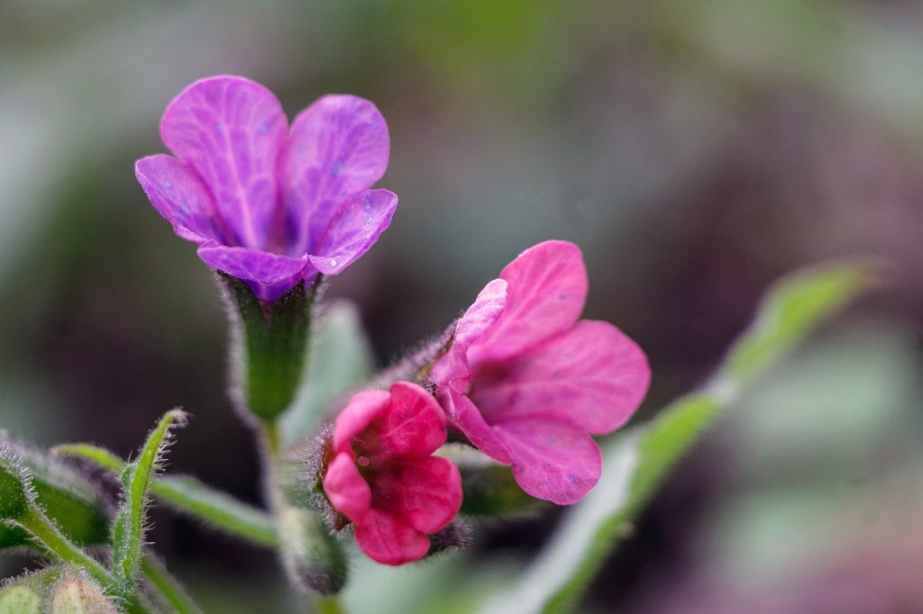 Красные цветки медуницы со временем становятся фиолетовыми, а потом синеют. Фото: needpix.com
