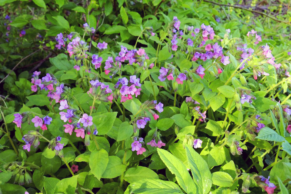 Заросли медуницы темной. Фото: Aivars Gulbis