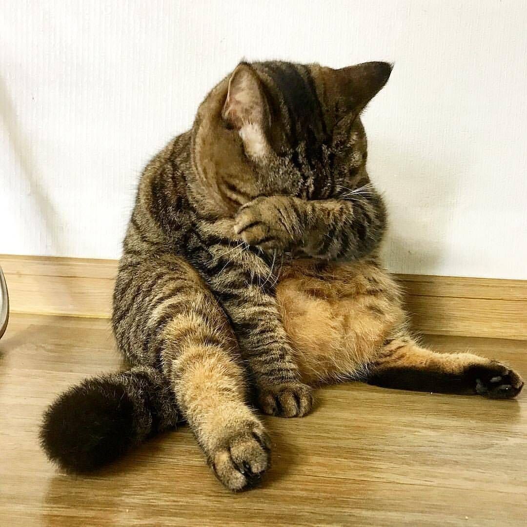 Картинки Яндекс