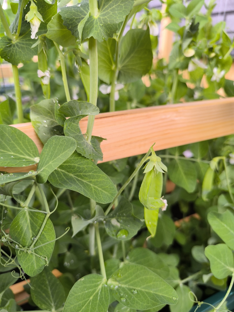 Статью разбавлю фотками огорода. Горох самое лучшее, что у меня пока что получается. Засеяла вторую грядку.