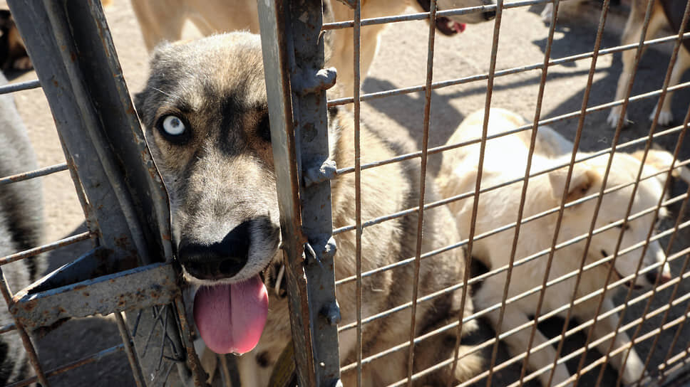 Фото: Валерий Данилкин / Коммерсантъ