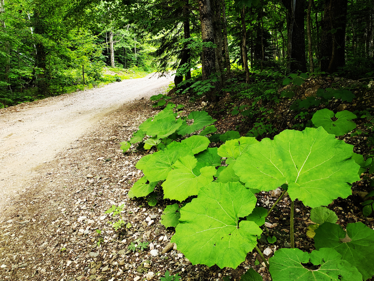 Дорога к подножию Фишт от села Черниговское посреди зеленого леса
