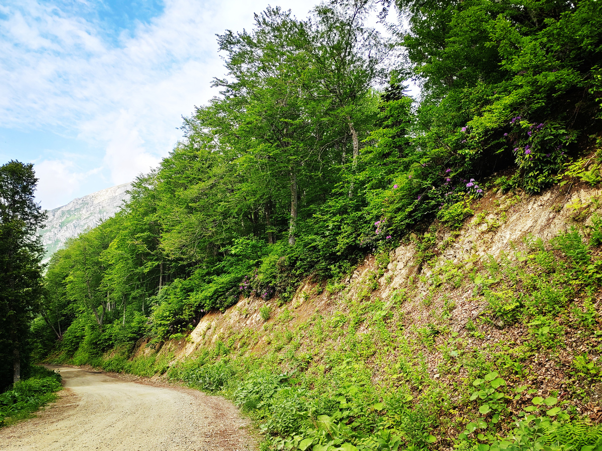 Дорога к подножию Фишт от села Черниговское посреди зеленого леса. Листайте -->>