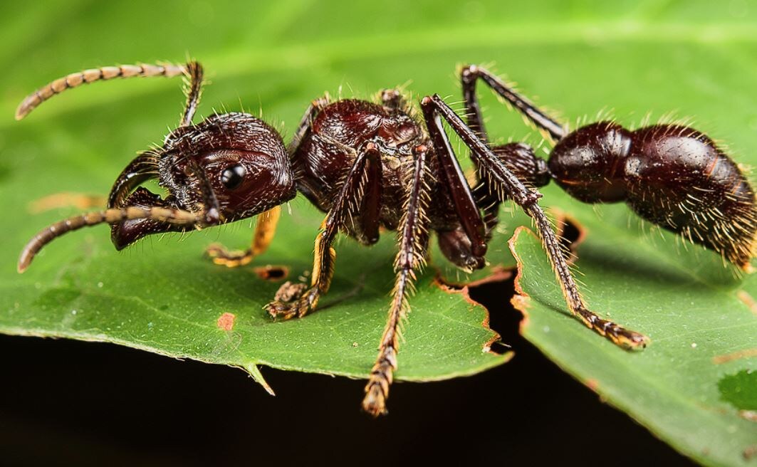 Муравей пуля