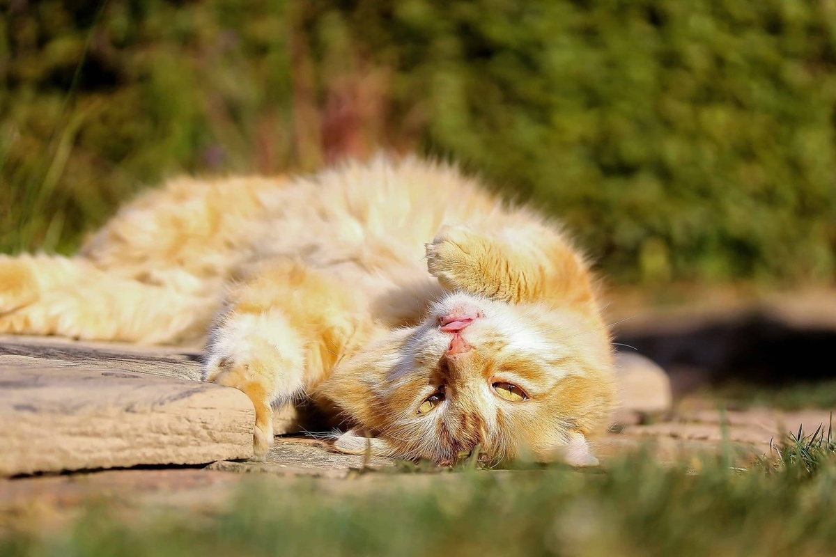 Источник: pixnio.com