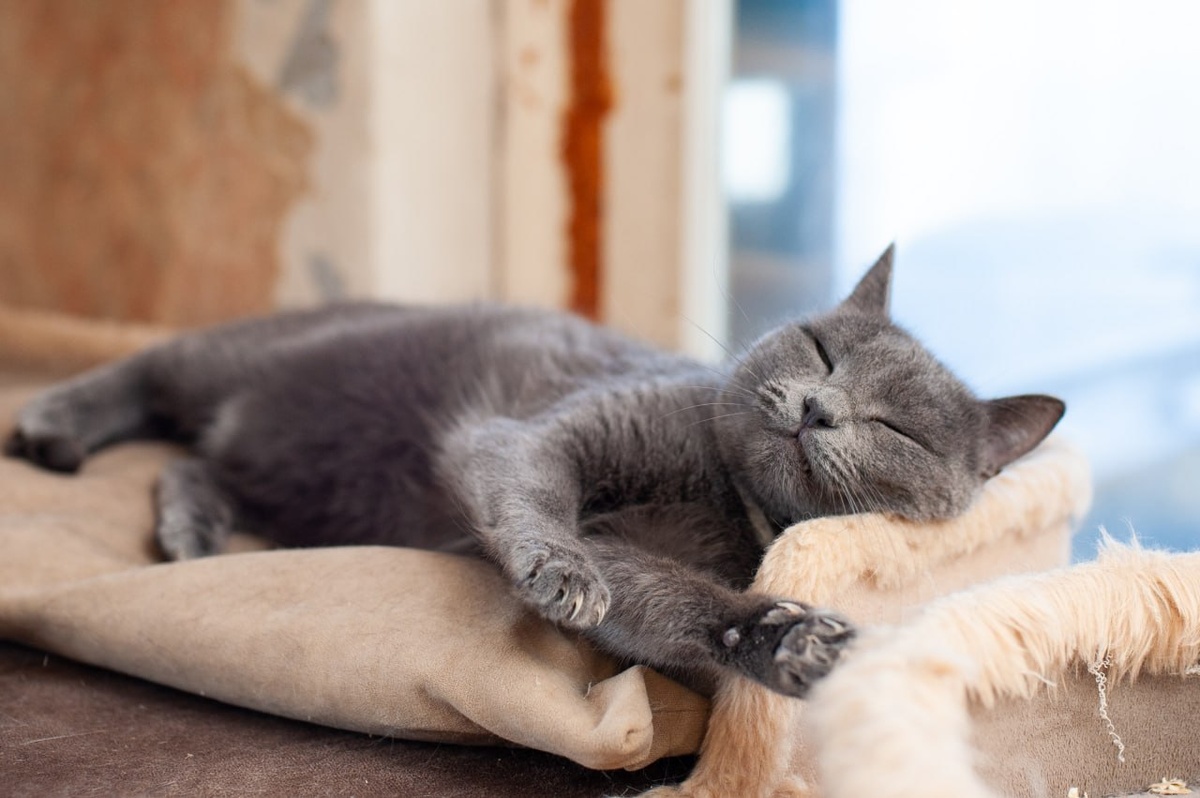 Наша Селена