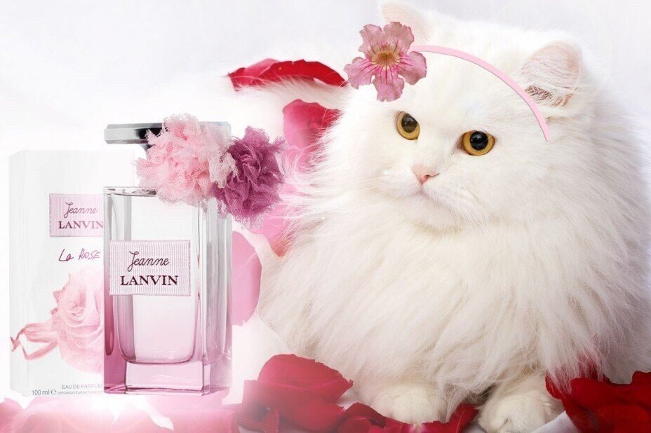 Картинка из интернета