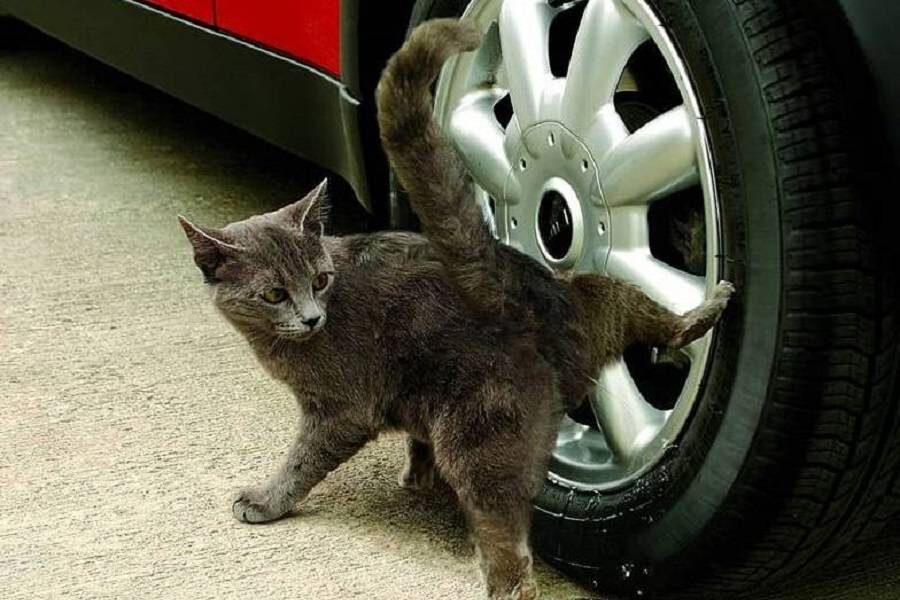 Картинка из интернета