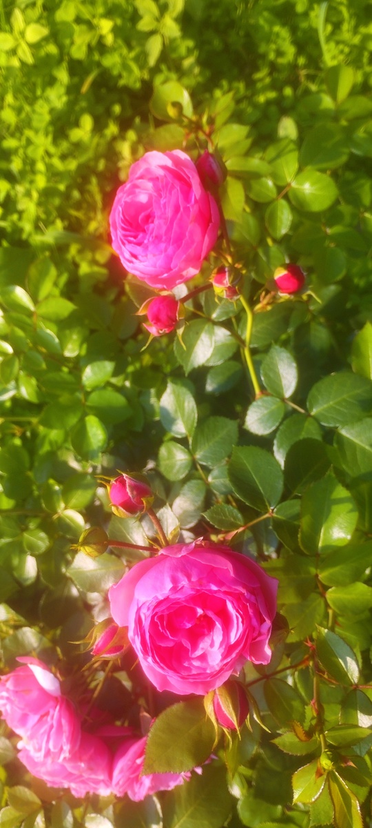 Прекрасная Помпонелла.