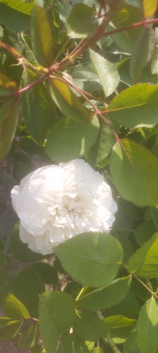 Строгая Винчестер Кафидрал.