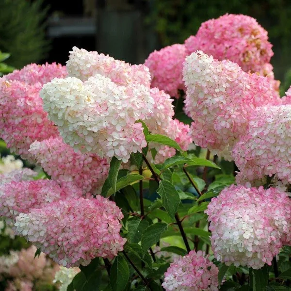 Гортензия Ваниль Фрайз