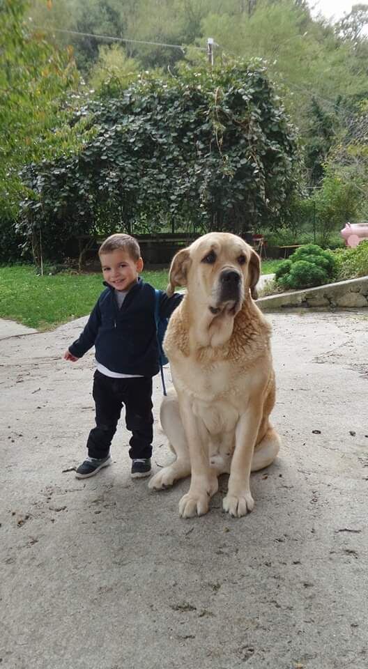 Мохнатая няня и её маленький подопечный (порода испанский мастиф)