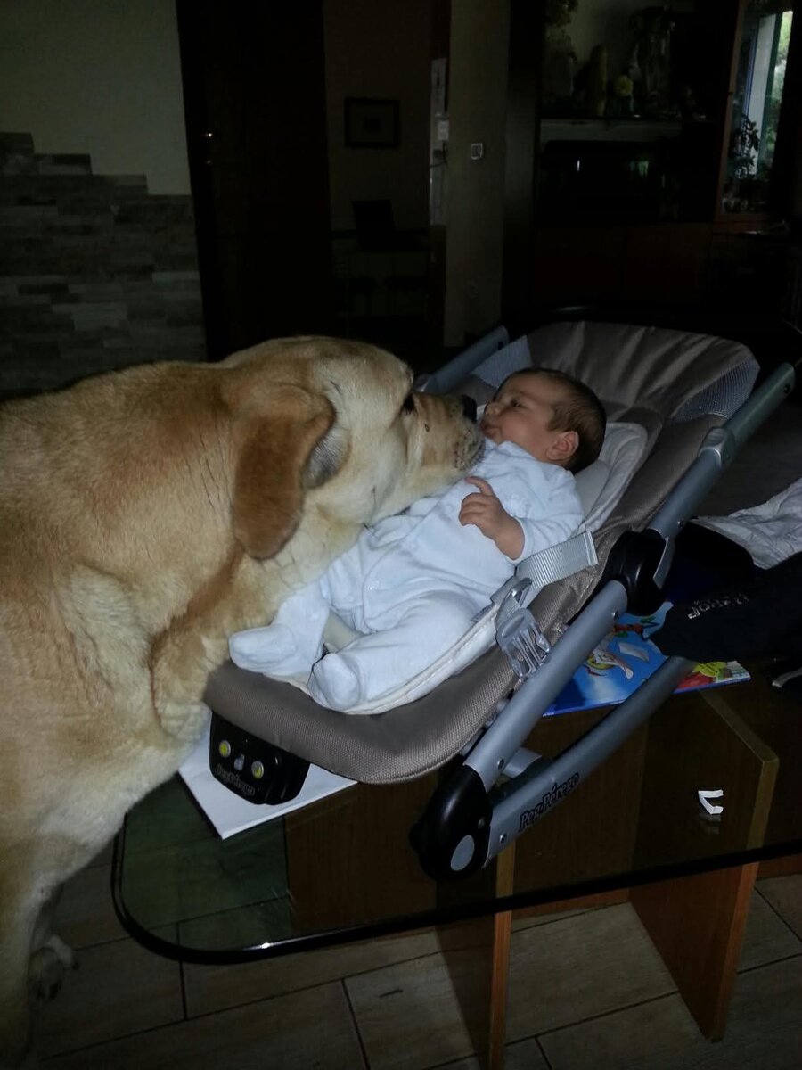 Заботливая и осторожная няня