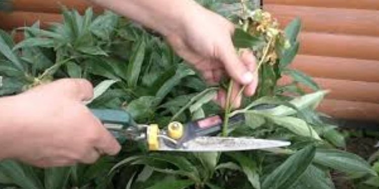    Фото: Россельхознадзор по Кировской области, Удмуртской Республике и Пермскому краю