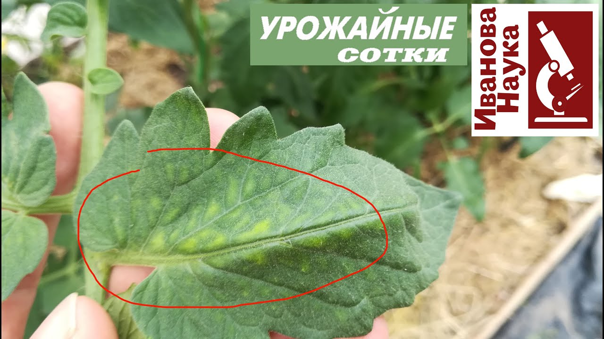 Начало дефицита магния у томата