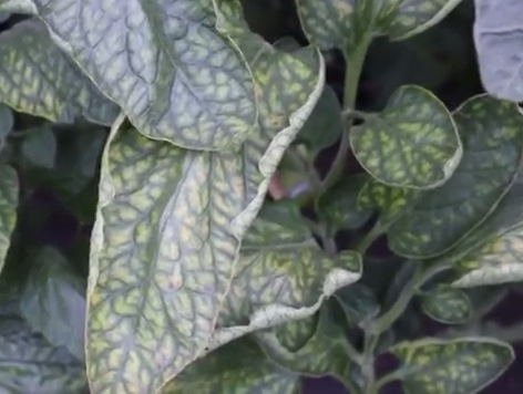 Развитый дефицит магния у томата