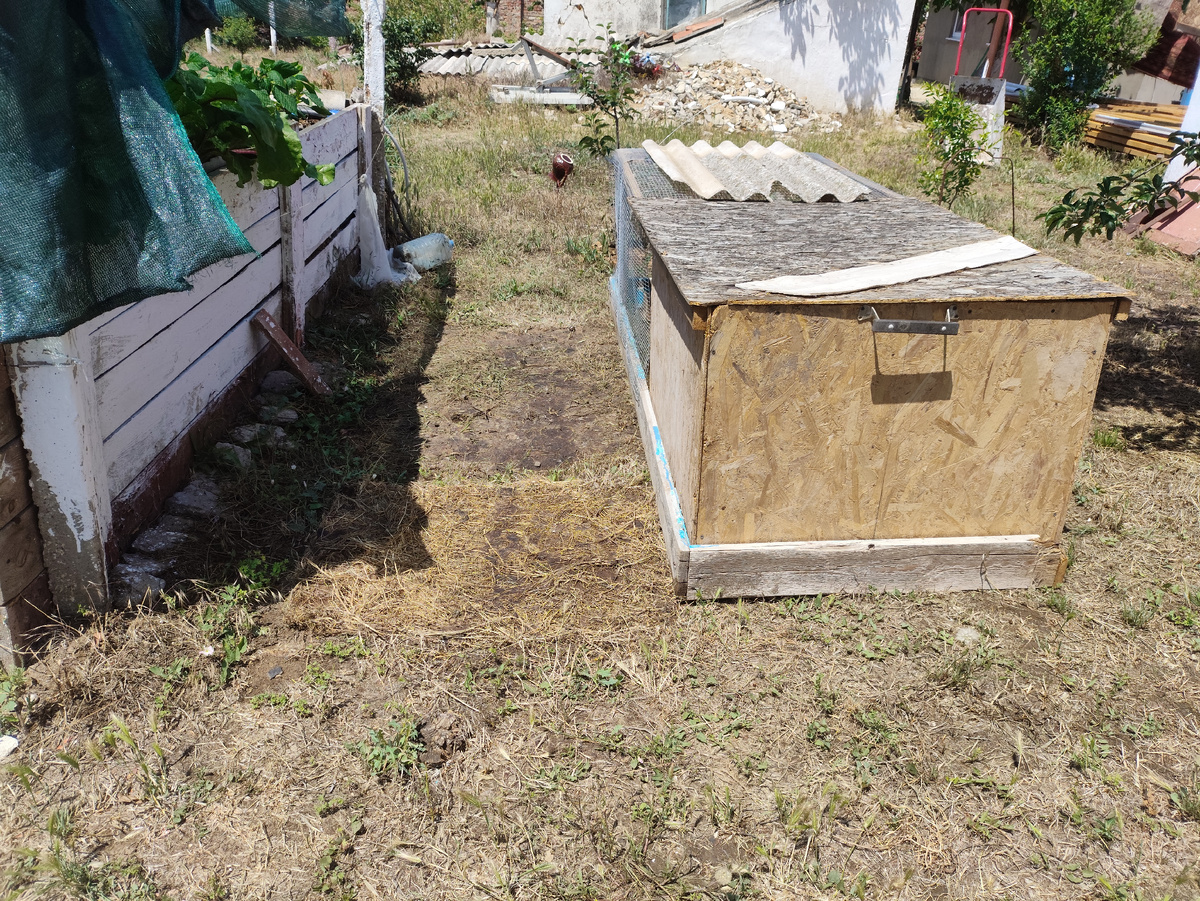 Стояли рядом с грядкой, там черная земля. А в домик на пол им сено стелила, когда мокро от дождей стало.