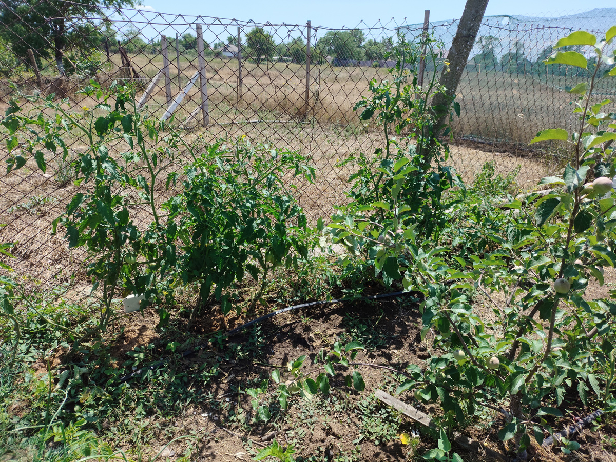 Некоторые уже до конца забора доросли