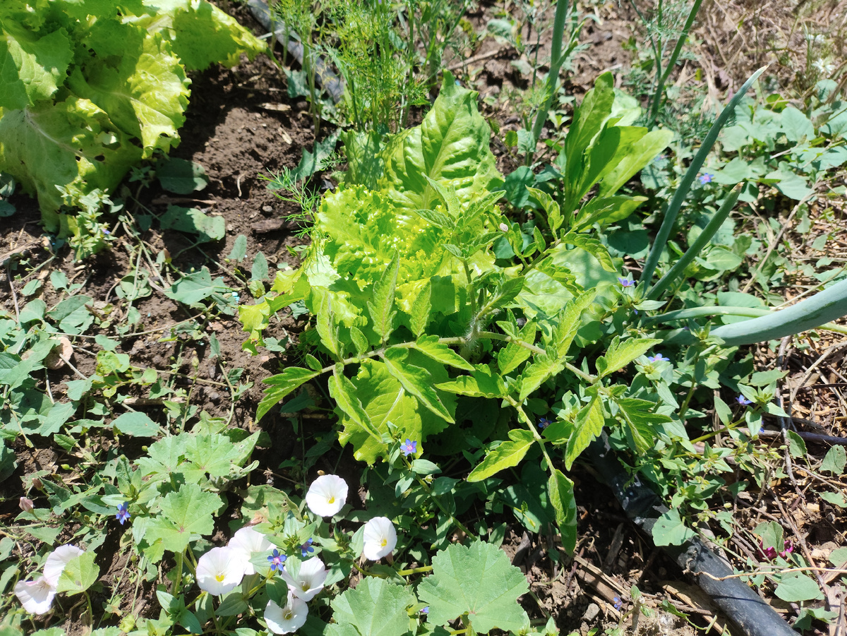 Помидор на грядке с салатом.