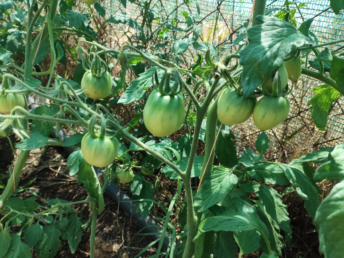 Красавчики