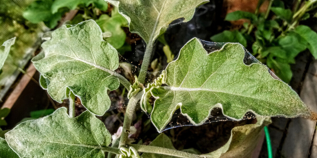 Особенности выведения паутинного клеща в теплице: здесь химию можно