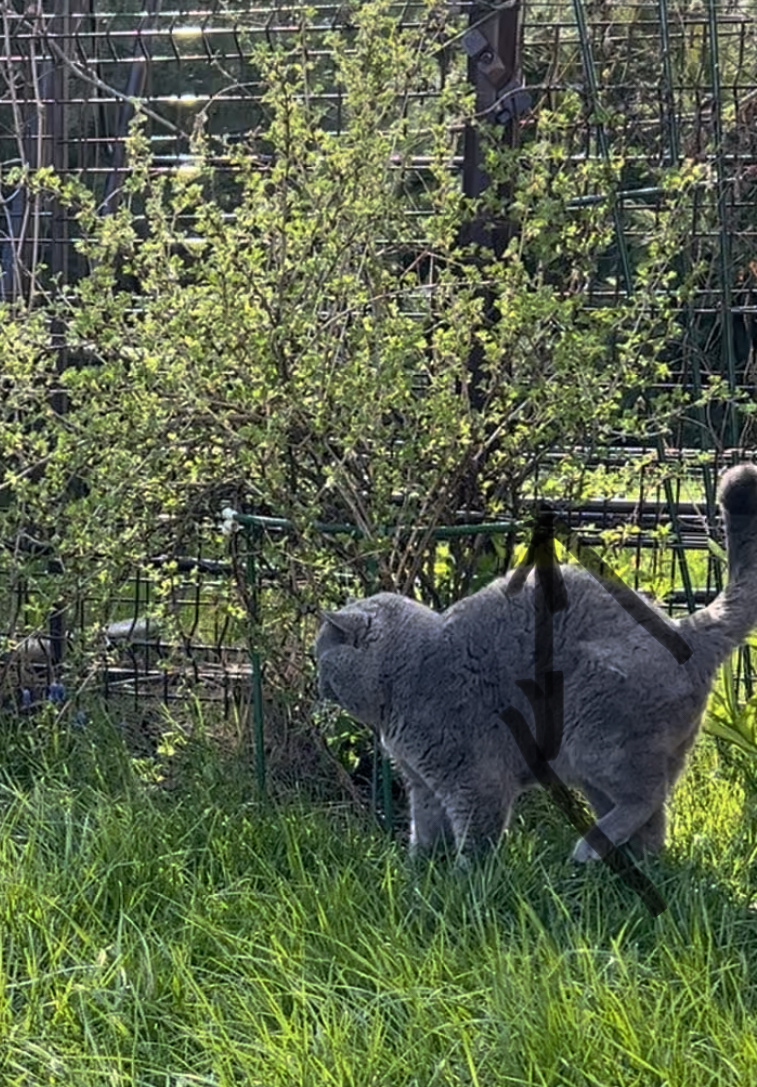 при маркировке мочой кот перебирает лапками, трясет хвостом , изгибает спину, направляет струю чуть вверх