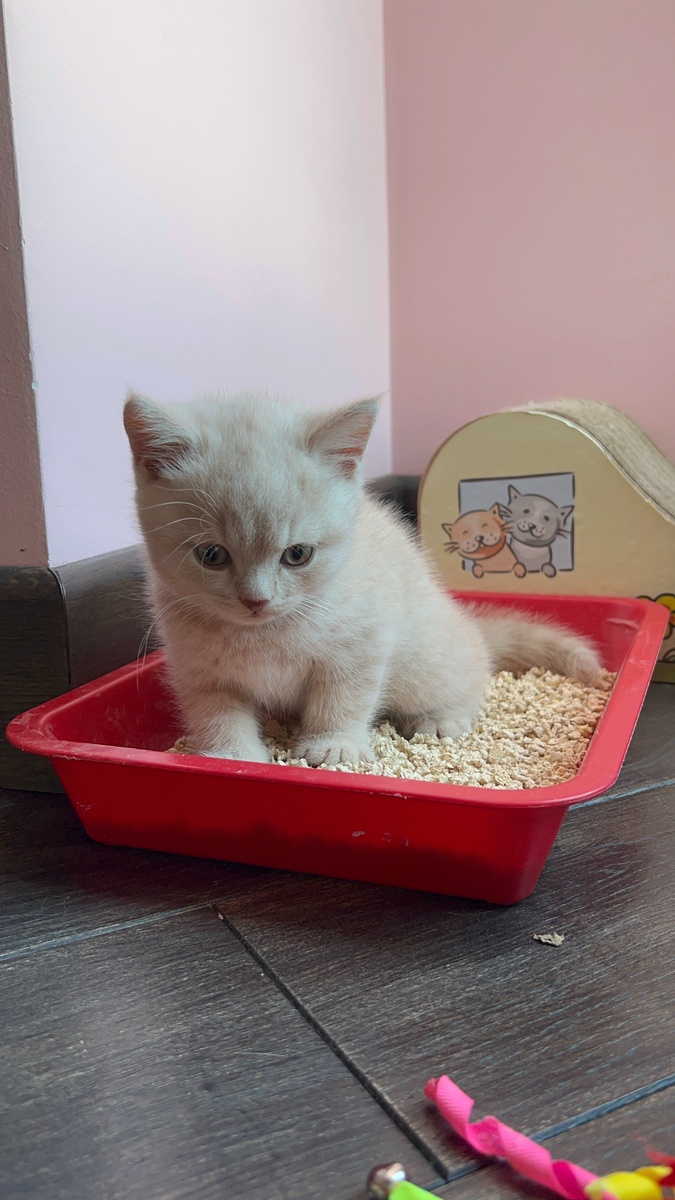 при классической нечистоплотности животное занимает позу сидя, после похода обнюхивает данное место, а затем его зарывает