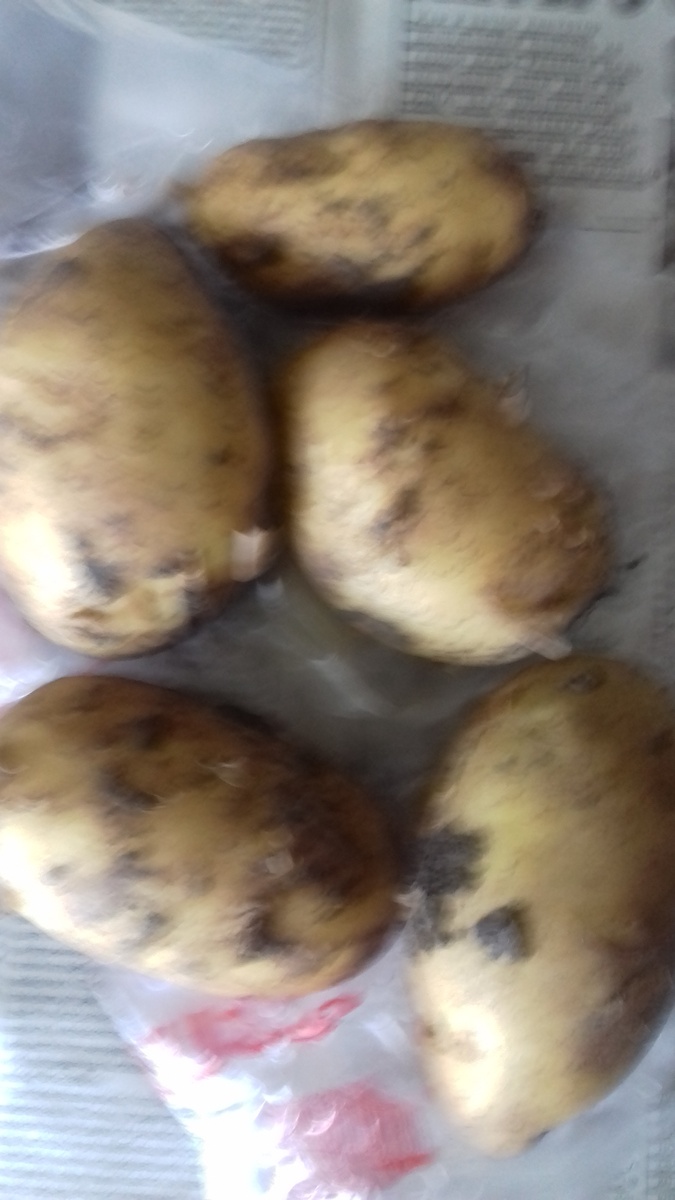 Картофель, Фото автора